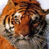 Otthoni internetes munka Otthoni internetes munka